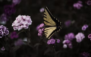 Картинка цветы, природа, бабочка, боке, розовые, махаон, насекомое, темный, макро, гвоздика
