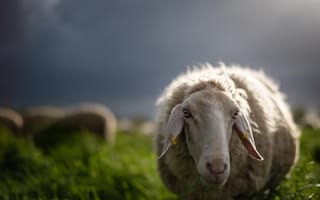 Картинка овца