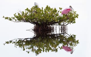 Картинка отражение, ветки, цапля, две птицы, белый, корни, розовая колпица, крона, листва, куст, водоем, птицы