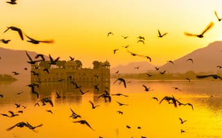 Картинка птицы, индия