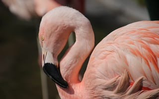 Картинка птицы, клюв, розовый фламинго, перья