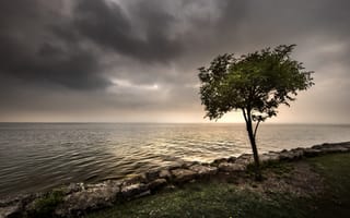 Картинка природа, дерево, берег