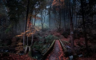 Картинка природа, лес, болгария, туман, мост, речка