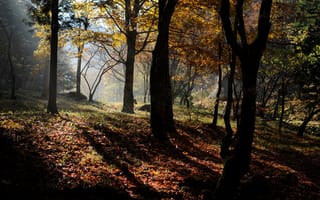 Картинка деревья, природа, осень, лес