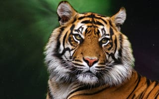Картинка тигр, морда, темный, хищник, взгляд, большая кошка, портрет