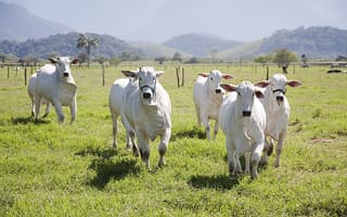 Картинка поле, взгляд, бык, бег, коровы, пастбище, стадо, корова, морды, быки