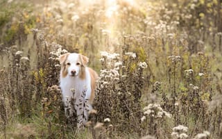 Картинка поле, осень, собака