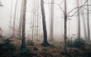 Картинка лес, туман, осень