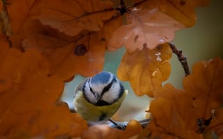 Картинка природа, листья, птица, осень, синица
