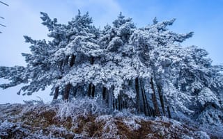 Картинка деревья, снег, осень