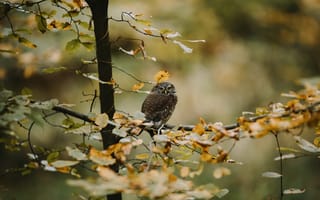 Картинка сова, дерево, осень