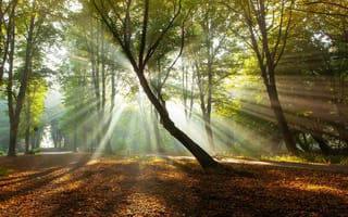 Картинка деревья, парк, опавшая листва, нидерланды, осень, утро, солнечные лучи