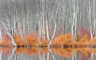 Картинка деревья, кусты, сша, осень