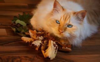 Картинка морда, листья, осень, осенние листья, взгляд, кот, поза, кошка, паркет, рыжий, лежит, дубовые