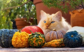 Картинка морда, поза, лежит, кошка, осень, тыквы, горшки, вазоны, кот, взгляд, ветки, голубые глаза, урожай, рыжий