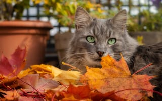 Картинка морда, листья, осень, горшок, кошка, осенние листья, кот, серый, поза, взгляд