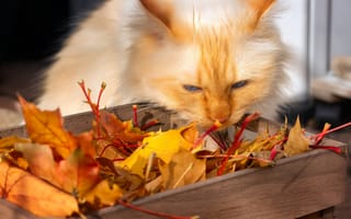 Картинка морда, свет, поза, осень, взгляд, листья, кот, кошка, рыжий, листва, осенние листья, ящик