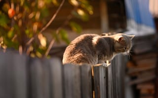 Картинка кот, кошка, сидит, серый, забор