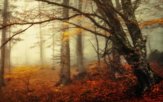 Обои дерево, лес, ветки, туман, утро, осень