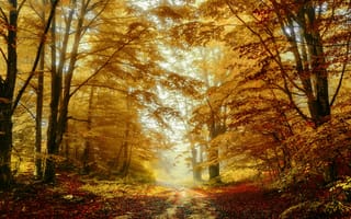 Картинка лес, туман, листопад, ветки, тропинка, листва, осень, золотая осень