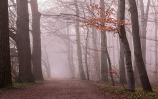 Обои лес, утро, листва, ветки, осень, туман