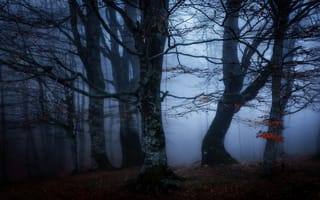 Картинка лес, туман, ветки, осень, сумерки, полумрак