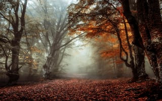 Картинка лес, туман, стволы, аллея, осень, ветки, листва
