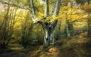 Картинка дерево, лес, осень