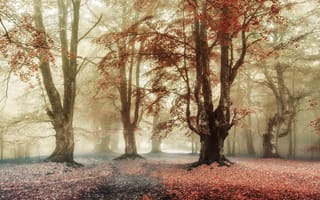 Картинка деревья, лес, парк, ветки, осень, листва, туман