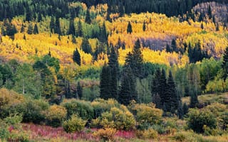 Картинка деревья, горы, холм, лес, осень, кустарники, краски осени, склон, ели, вид