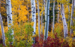 Картинка деревья, лес, осень, золотая осень, стволы, заросли, краски осени, кусты, листва