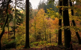 Картинка деревья, лес, осень, листва
