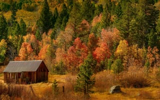 Картинка деревья, лес, домик, осень