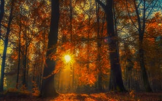 Картинка деревья, лес, осень, опавшая листва