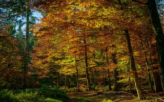 Картинка лес, листва, осень, краски осени