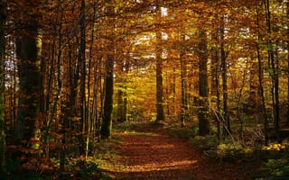Картинка лес, листва, тропинка, осень