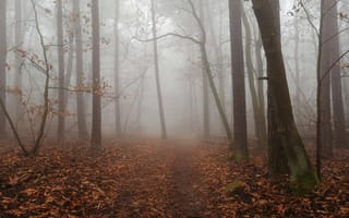 Картинка деревья, природа, листья, лес, осень, туман, тропинка