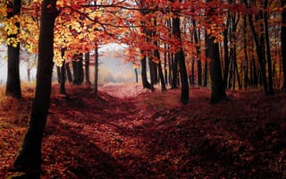 Картинка деревья, природа, осень, лес, тропинка, листья