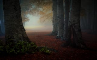 Обои деревья, лес, туман, утро, парк, осень, полумрак, листья, стволы