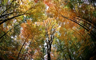 Обои деревья, лес, листья, осень
