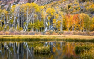 Картинка берег, лес, отражение, осень, водоем