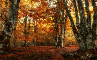 Обои лес, парк, осенние листья, листва, краски осени, осень, золотая осень