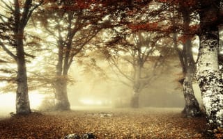 Картинка свет, лес, осень, ветки, листва, утро, туман