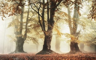 Обои свет, деревья, туман, лес, осень, утро, парк, ветки, листва
