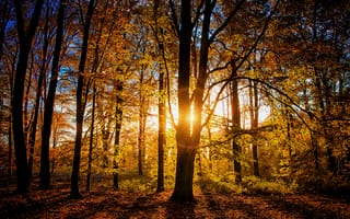 Картинка свет, деревья, осень, ветки, лес