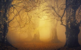 Картинка свет, лес, парк, туман, осень, листва