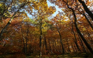 Обои лес, стволы, листва, кроны, осень