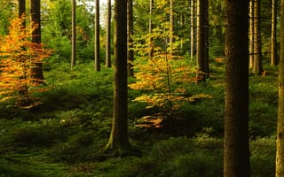 Картинка лес, стволы, осень