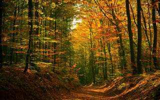 Картинка лес, осень, тропинка