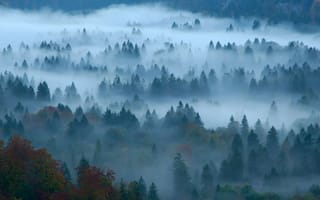 Картинка лес, туман, бавария, осень, германия
